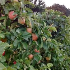 fruit